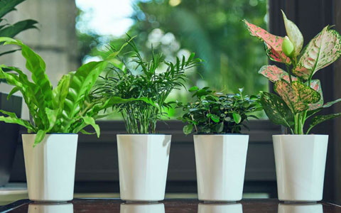 ֲרջ֪ʶ«ƤˮС